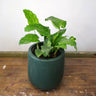 Calathea Musaica - Calathea Network 125mm