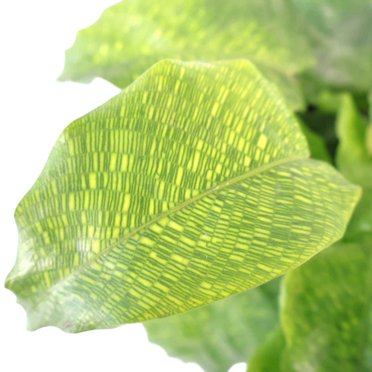 Calathea Musaica - Calathea Network 90mm