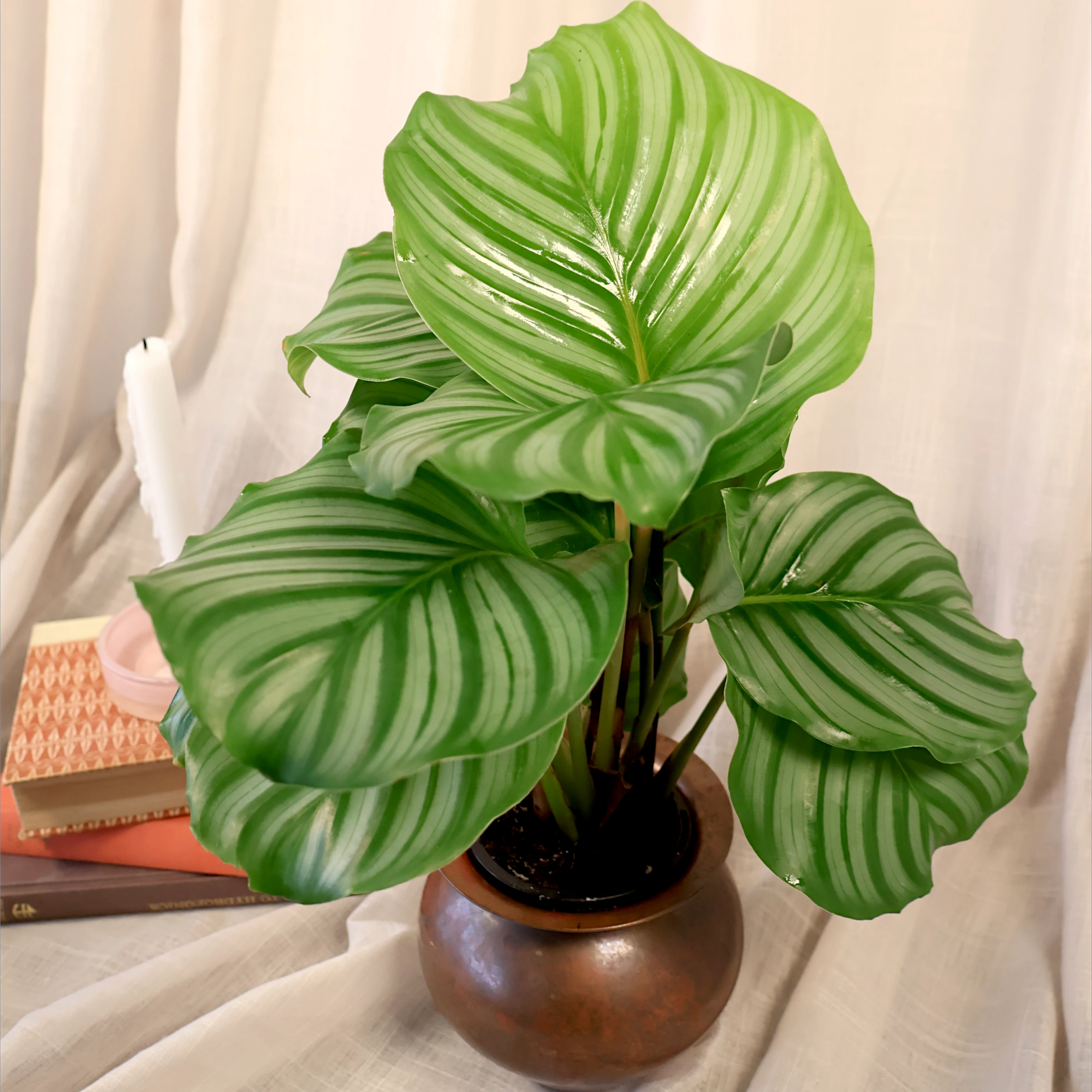 Calathea Orbifolia 90mm