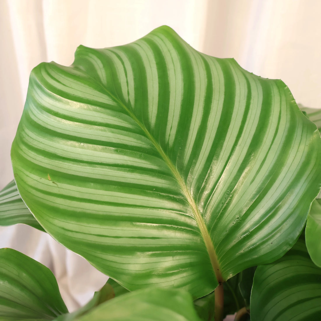 Calathea Orbifolia 200mm