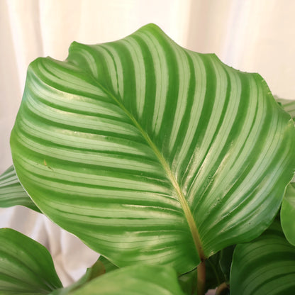 Calathea Orbifolia 200mm