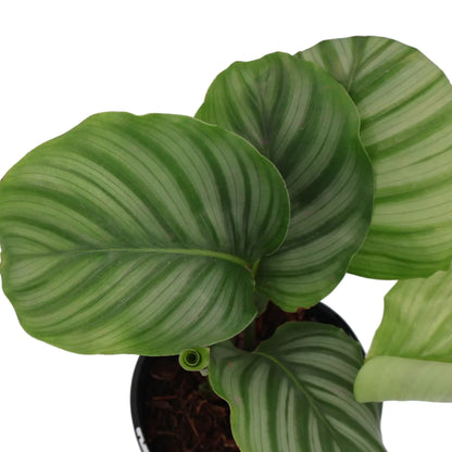 Calathea Orbifolia 90mm