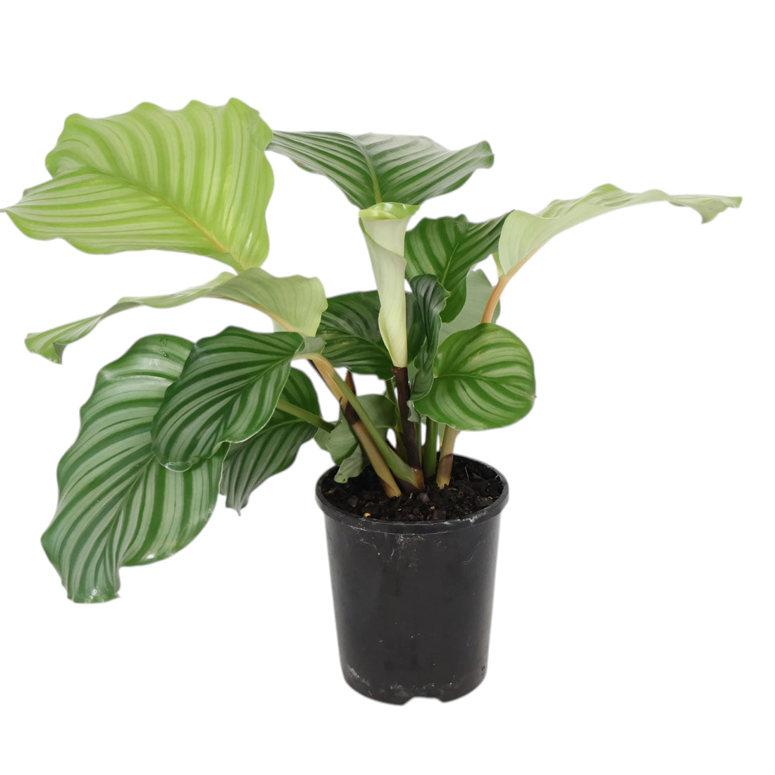 Calathea Orbifolia 140mm