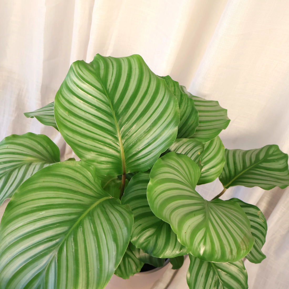 Calathea Orbifolia 140mm
