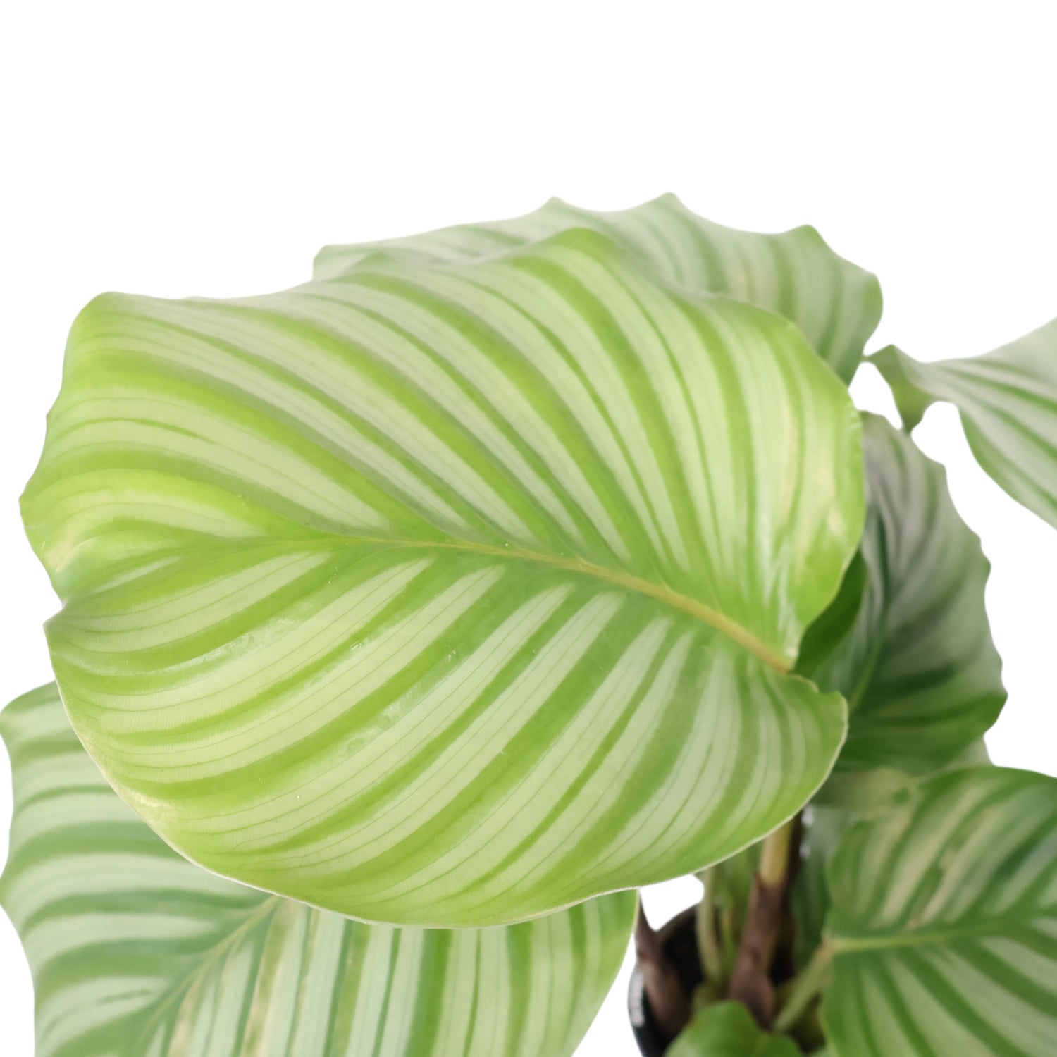 Calathea Orbifolia 90mm
