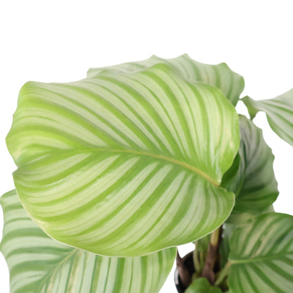 Calathea Orbifolia 90mm
