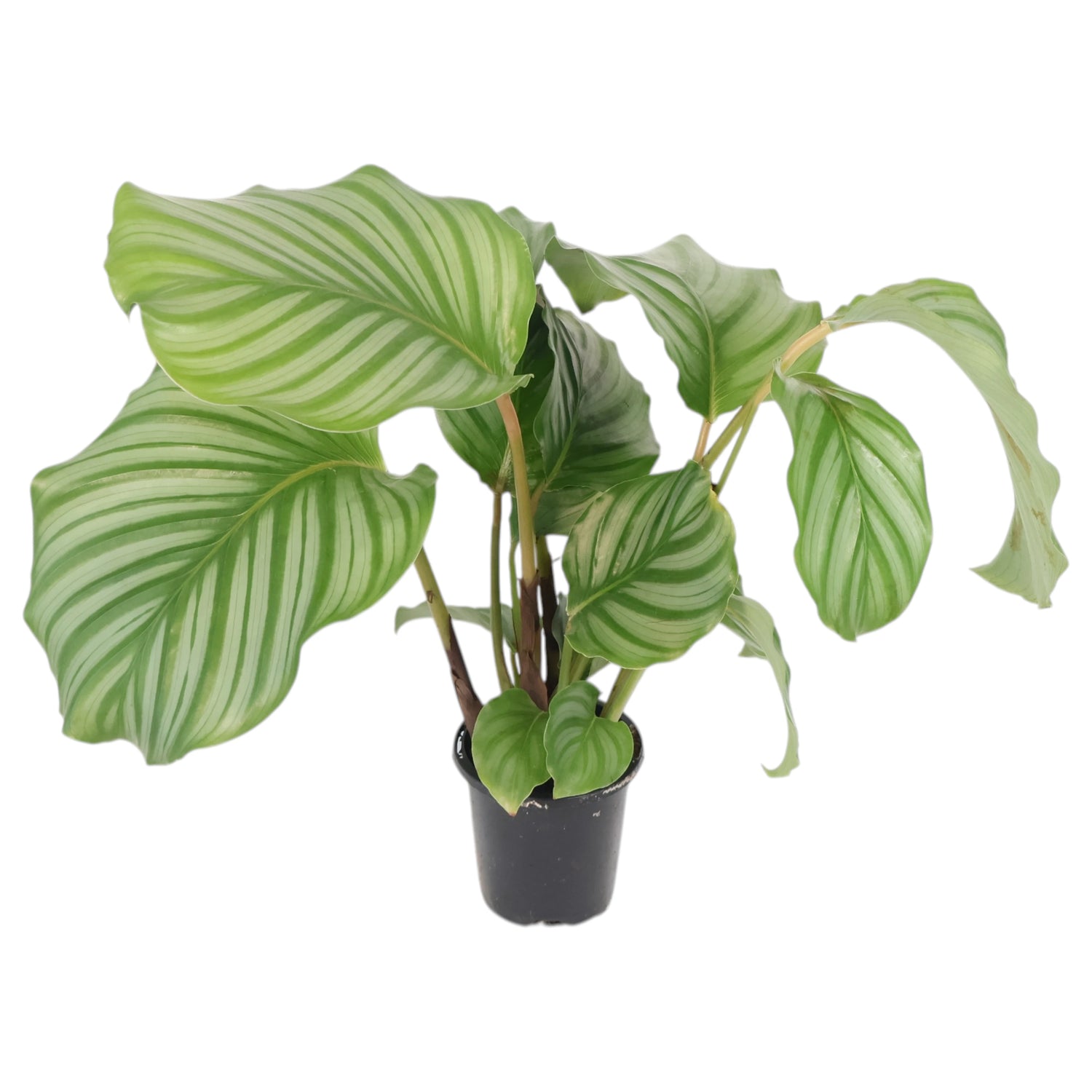 Calathea Orbifolia 90mm
