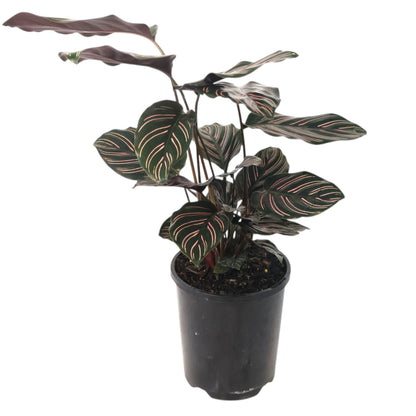 Calathea Ornata 140mm