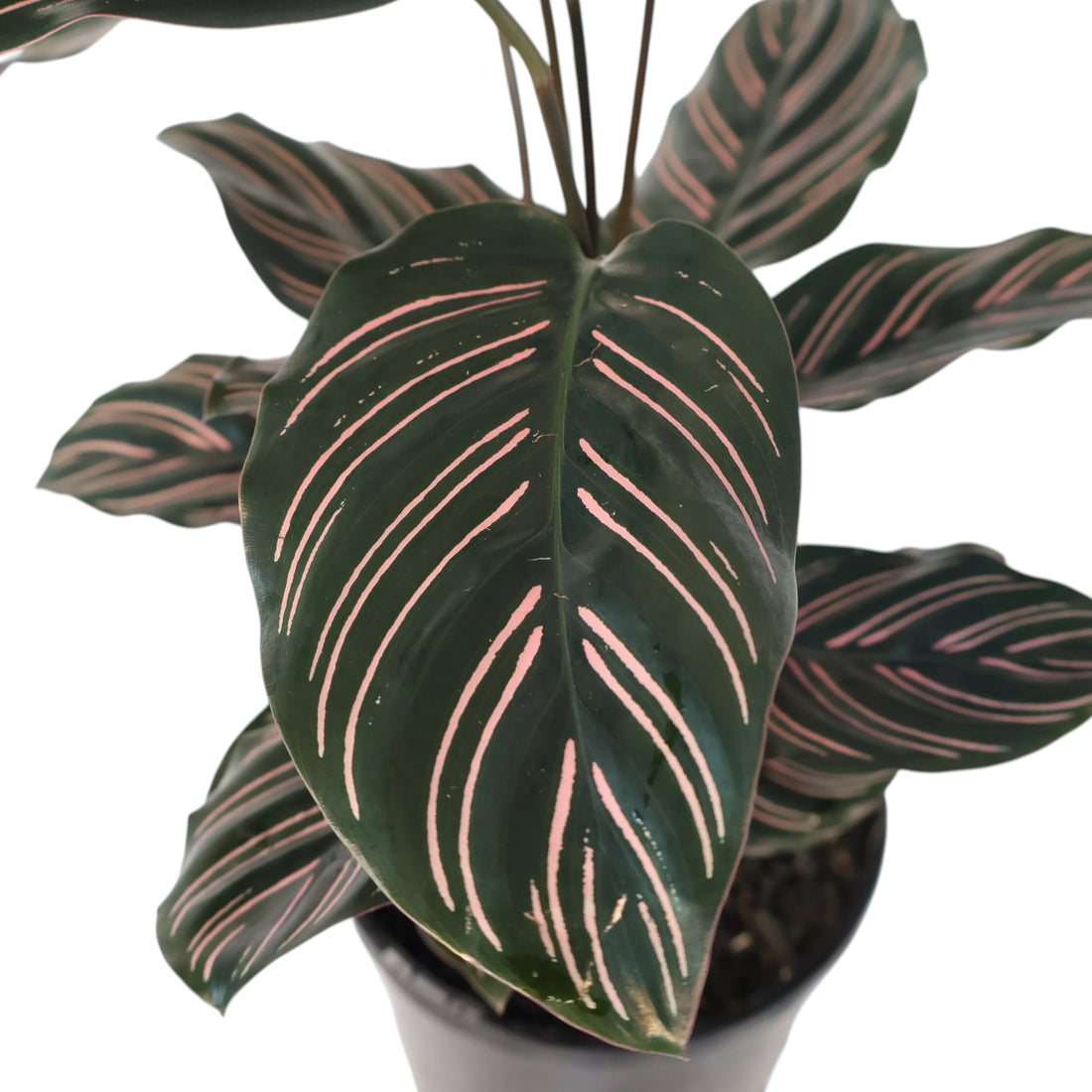 Calathea Ornata 140mm