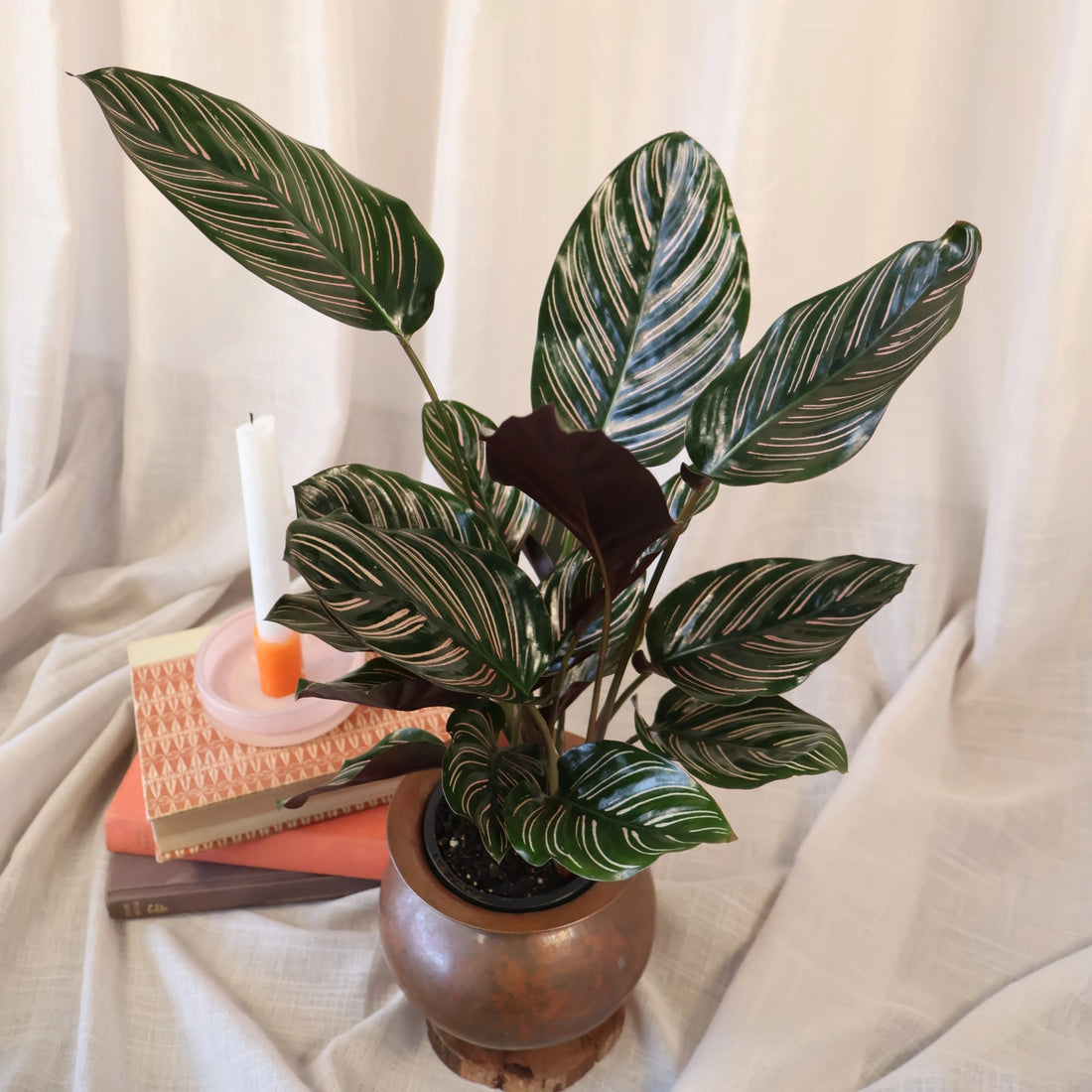 Calathea Sanderiana Ornata 90mm