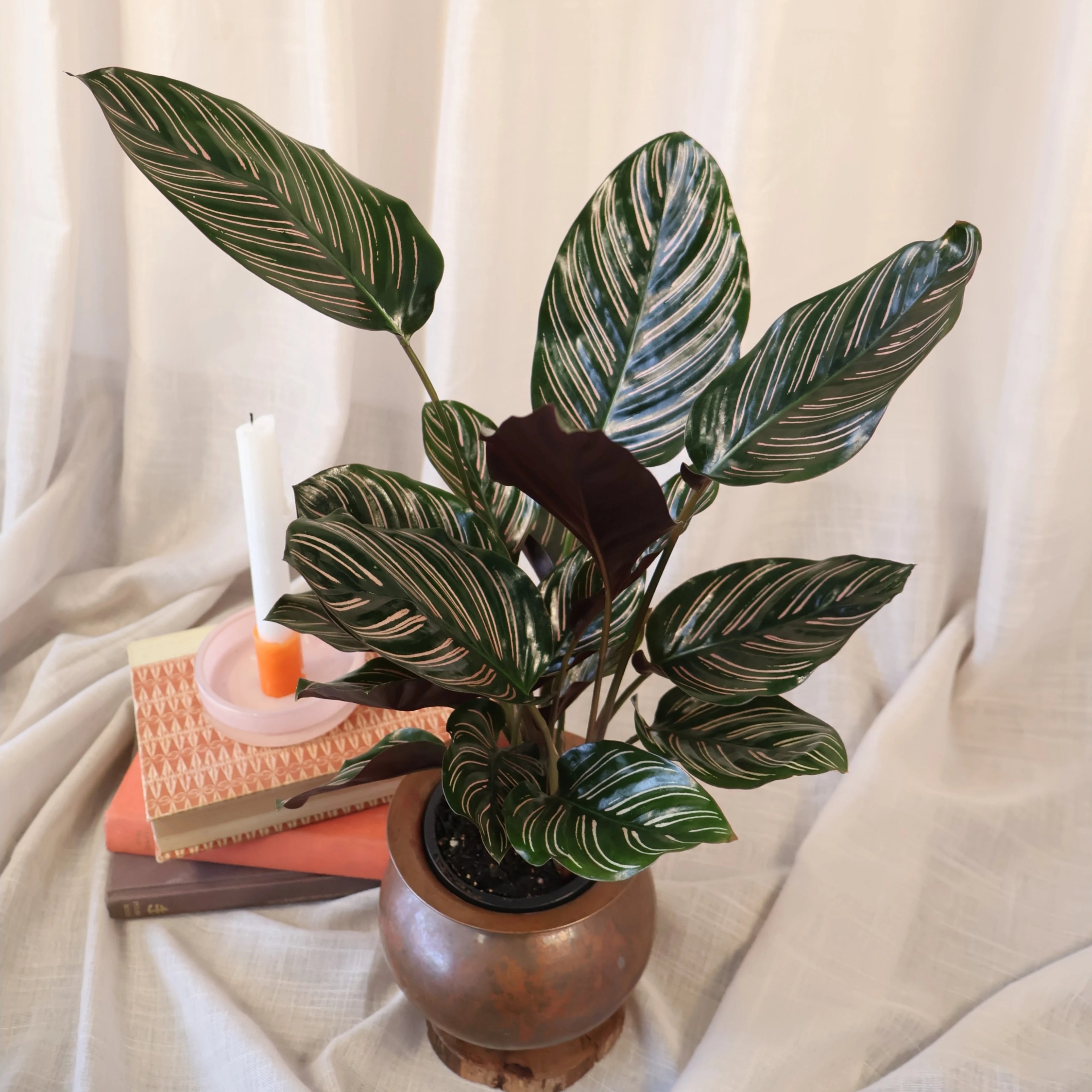 Calathea Sanderiana Ornata 90mm
