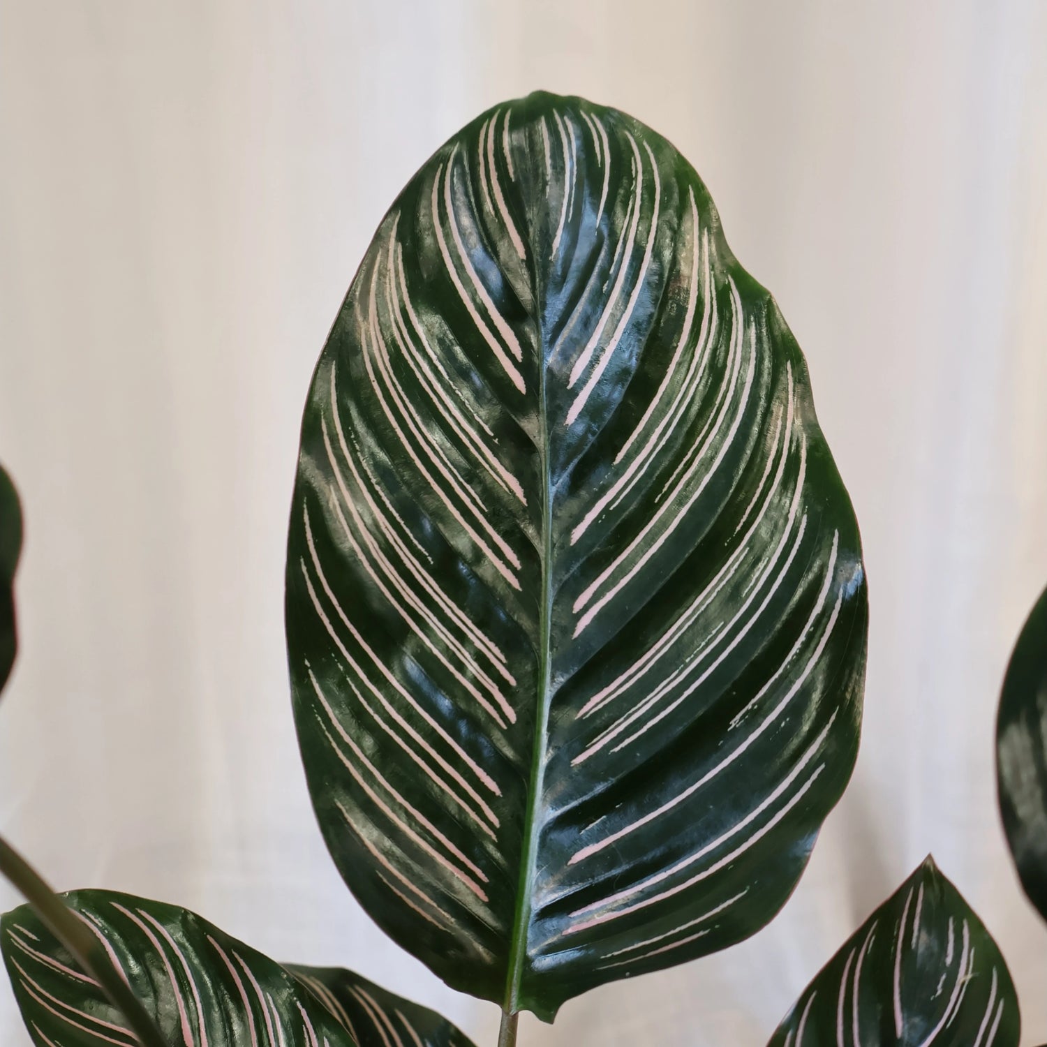 Calathea Ornata 140mm