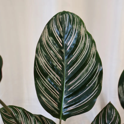 Calathea Ornata 140mm