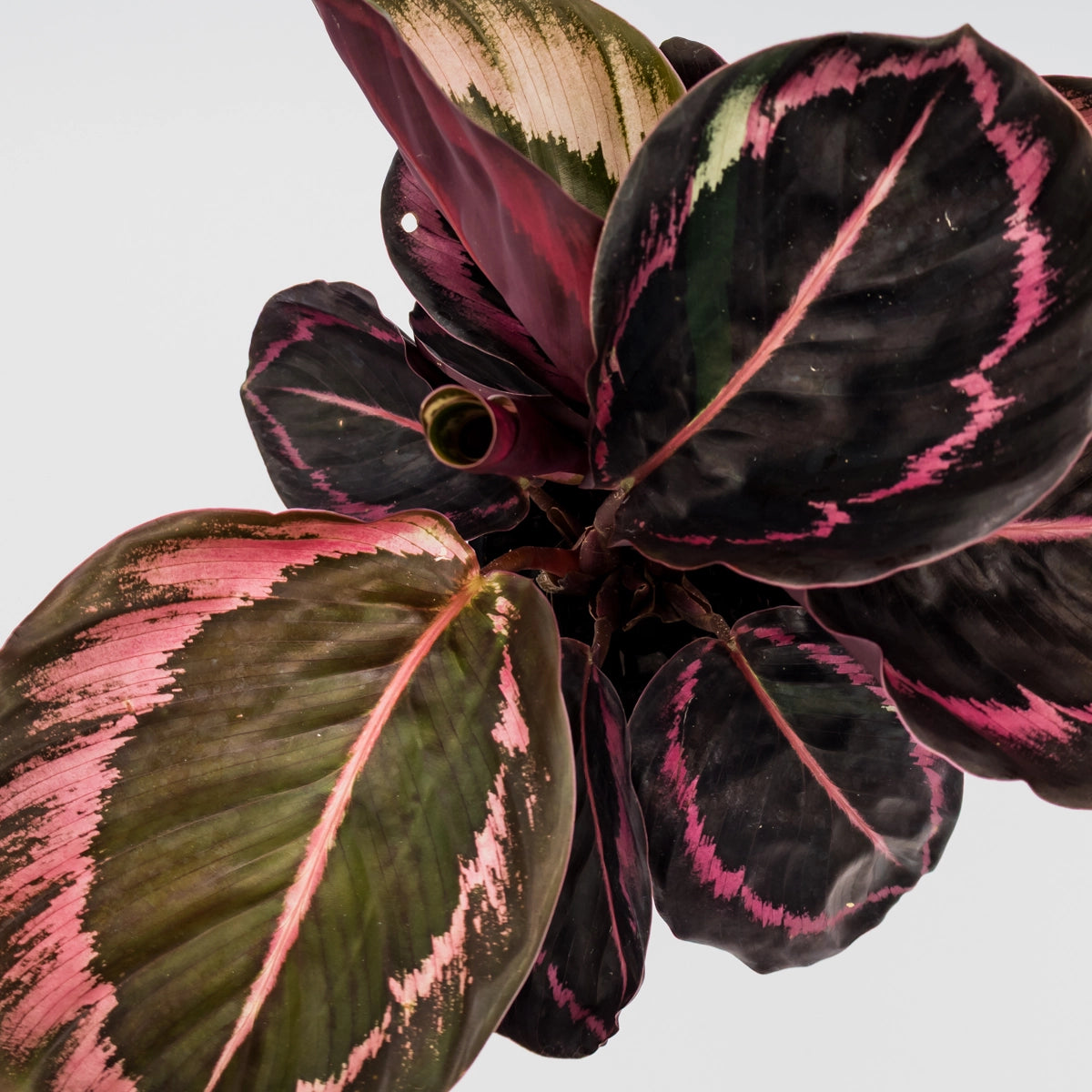 Calathea Red Mojo 90mm