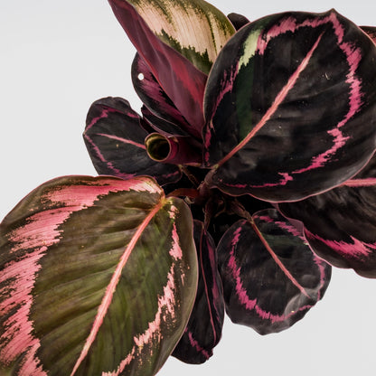 Calathea Red Mojo 90mm
