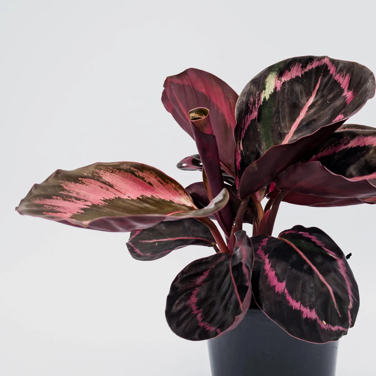 Calathea Red Mojo 100mm
