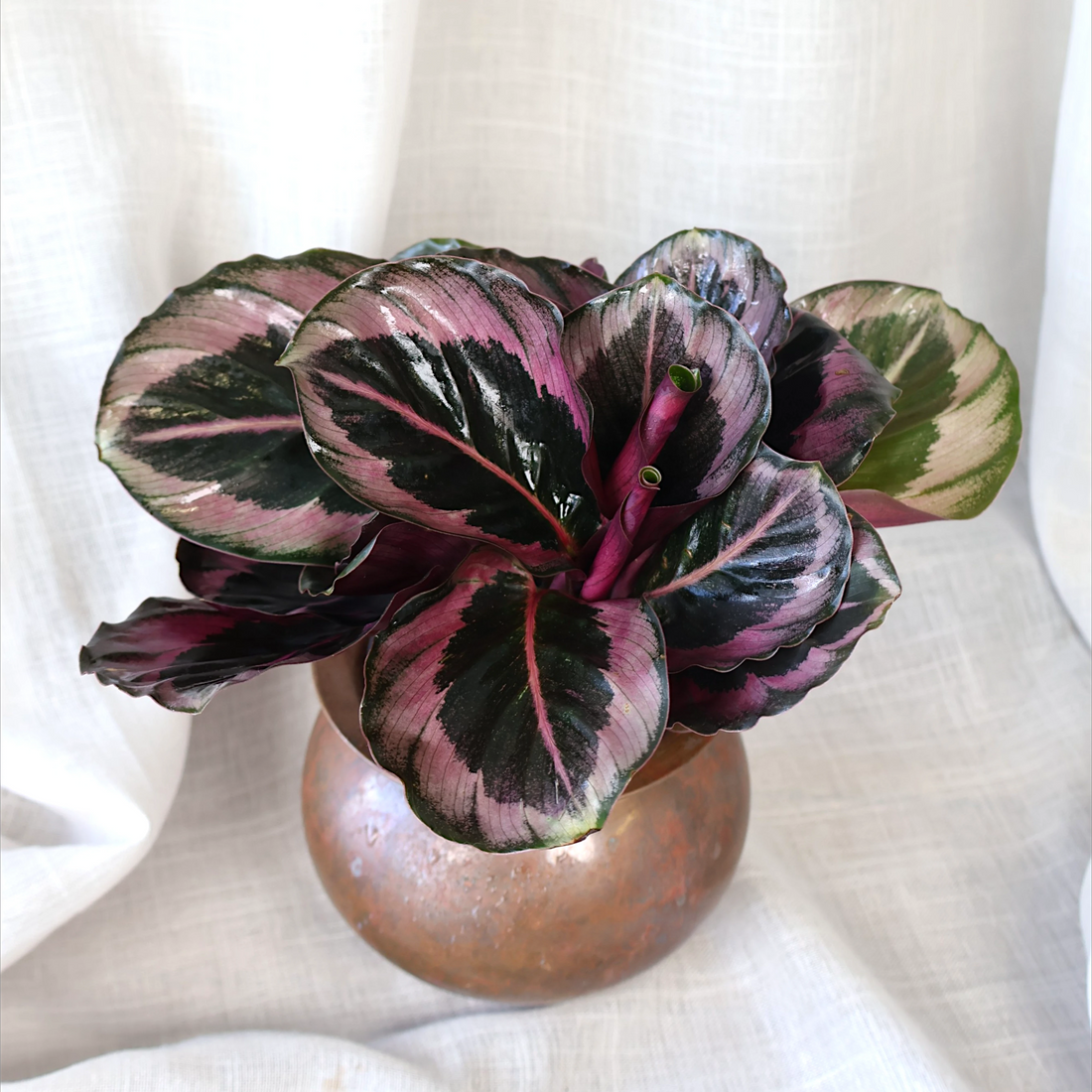 Calathea Red Mojo 90mm