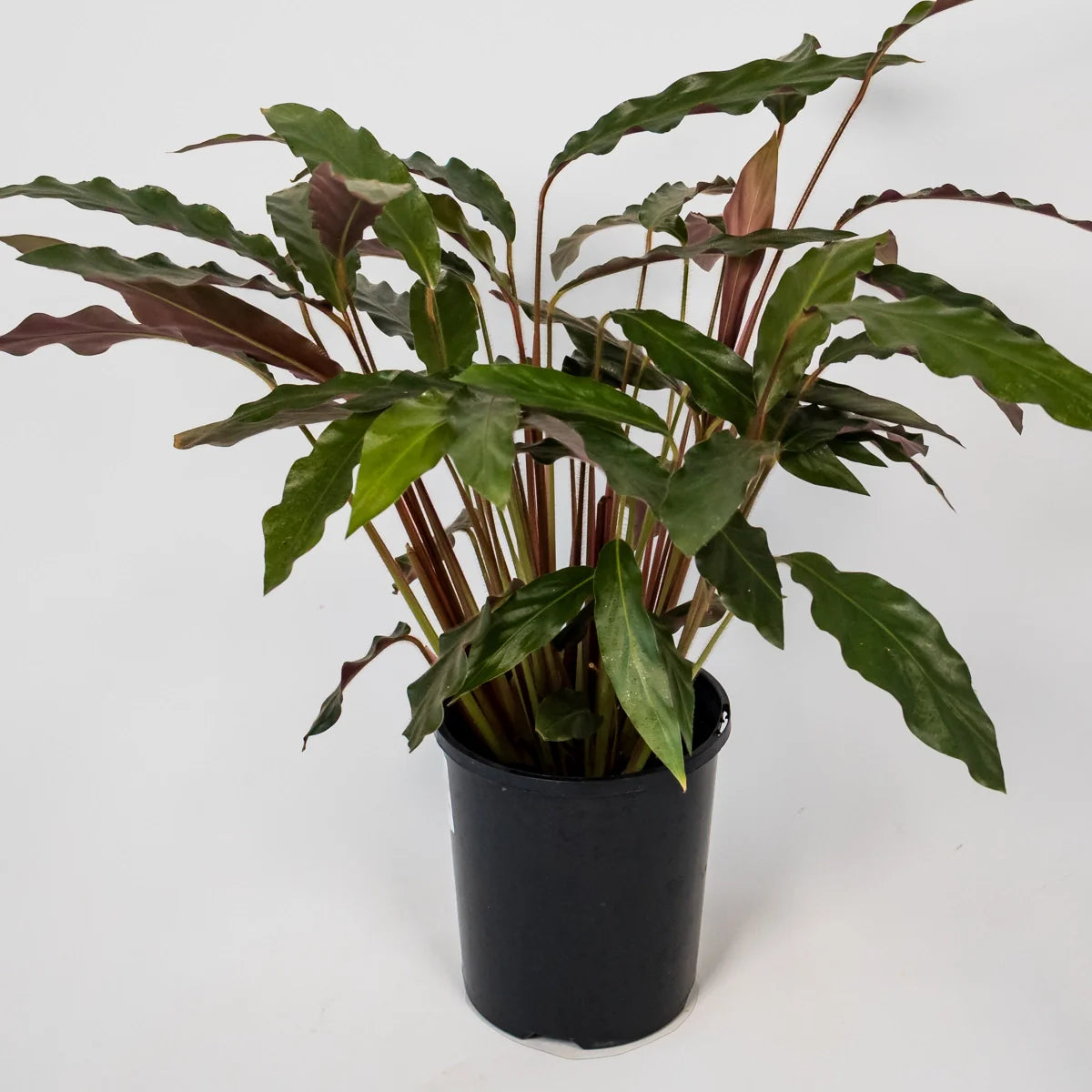 Calathea Rufibarba Furry Feather 125mm