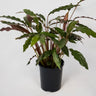 Calathea Rufibarba Furry Feather 125mm