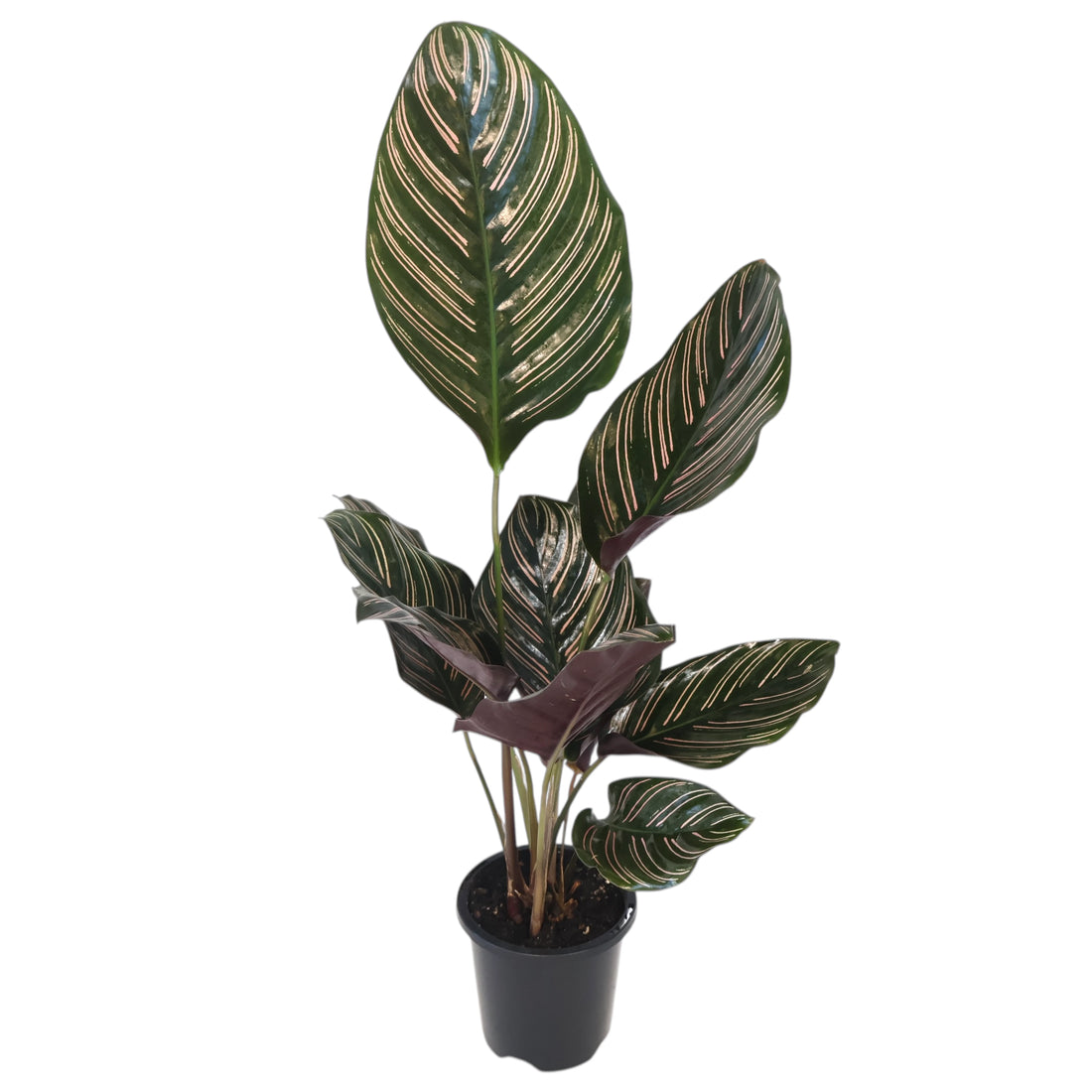 Calathea Sanderiana Ornata 90mm