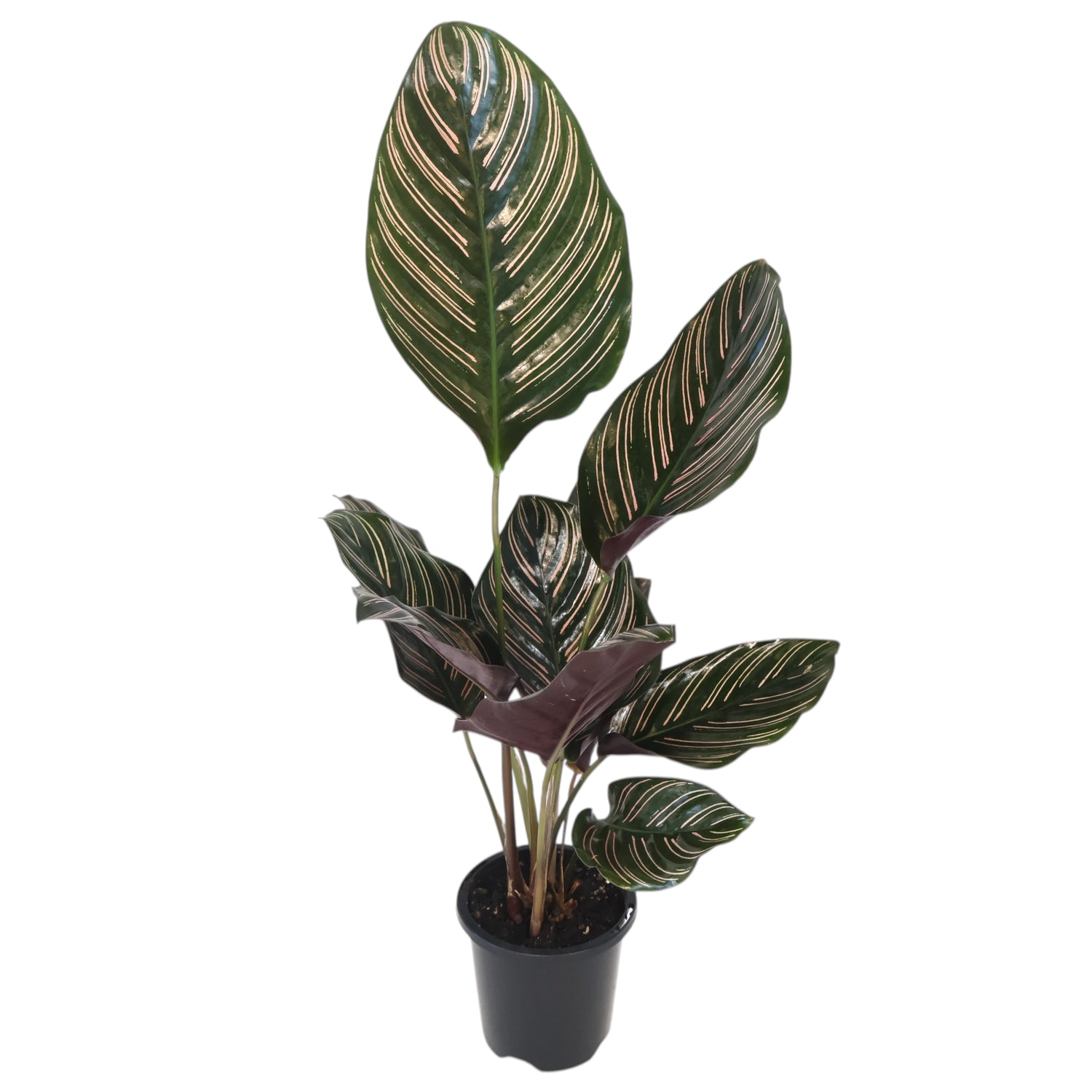 Calathea Sanderiana Ornata 90mm