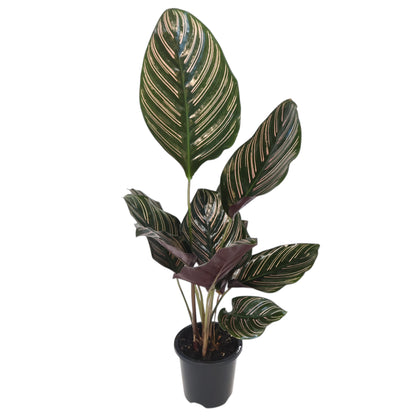 Calathea Sanderiana Ornata 90mm