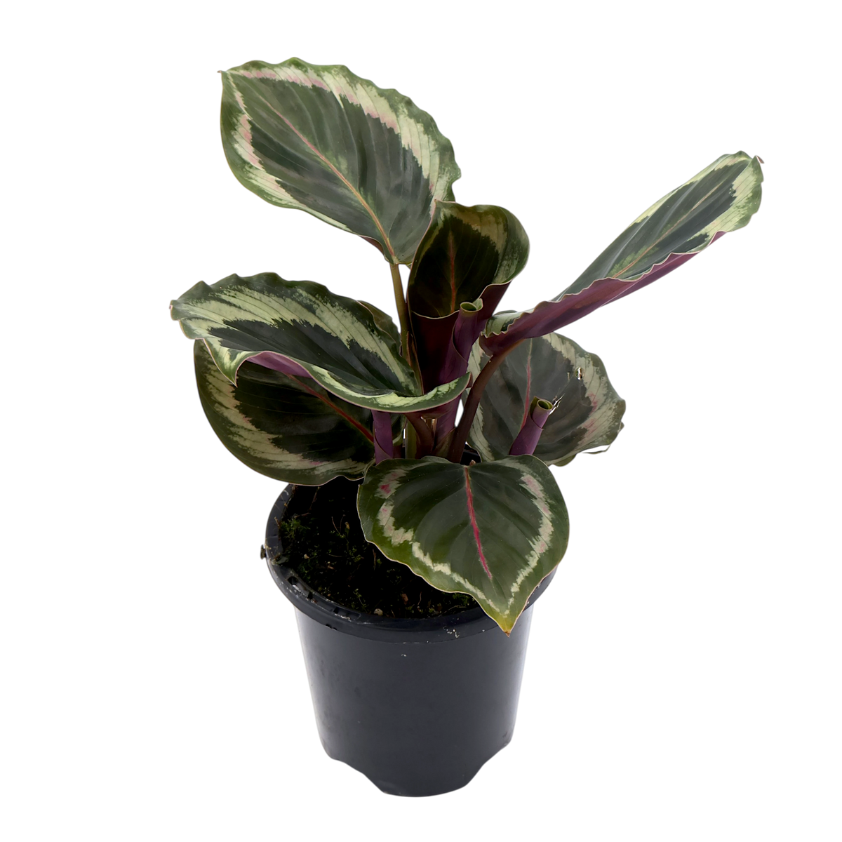 Calathea Shine Star 90mm