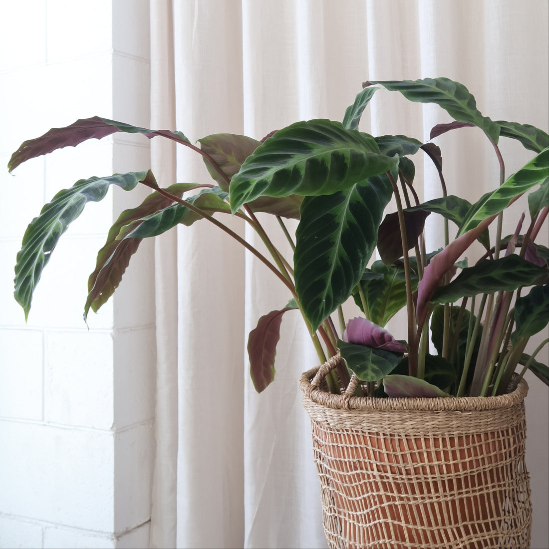 Calathea Jungle Velvet - Tigrina Warscewiczii 90mm