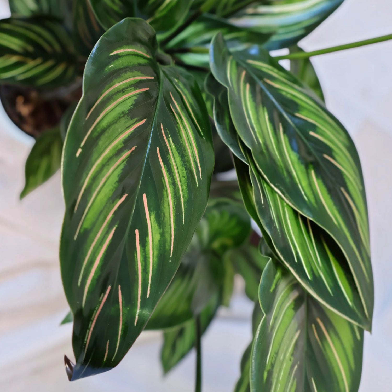 Calathea Beauty Star 90mm