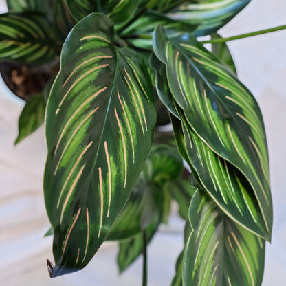 Calathea Beauty Star 90mm