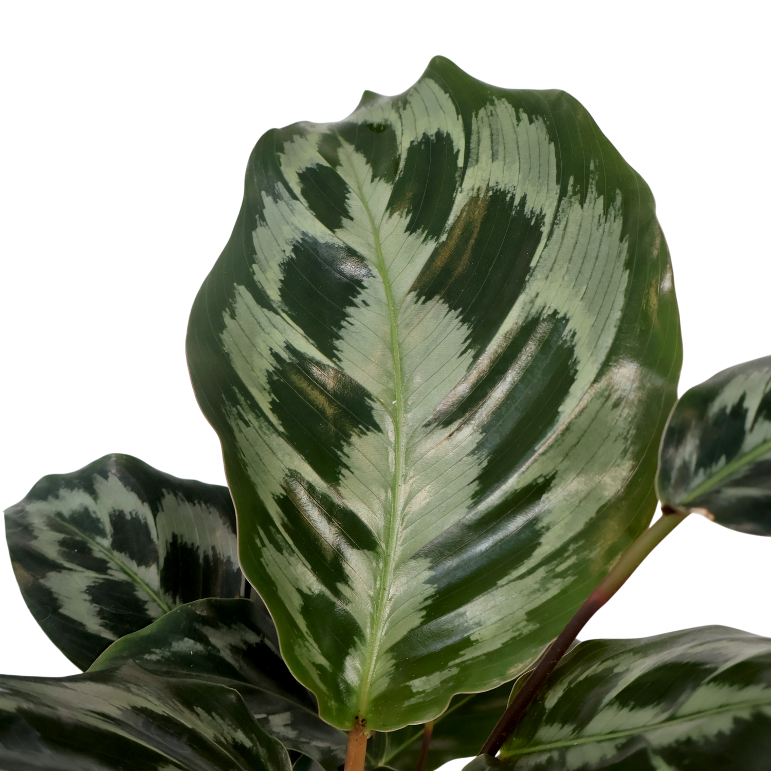 Calathea dressleri Helen Kennedy 125mm