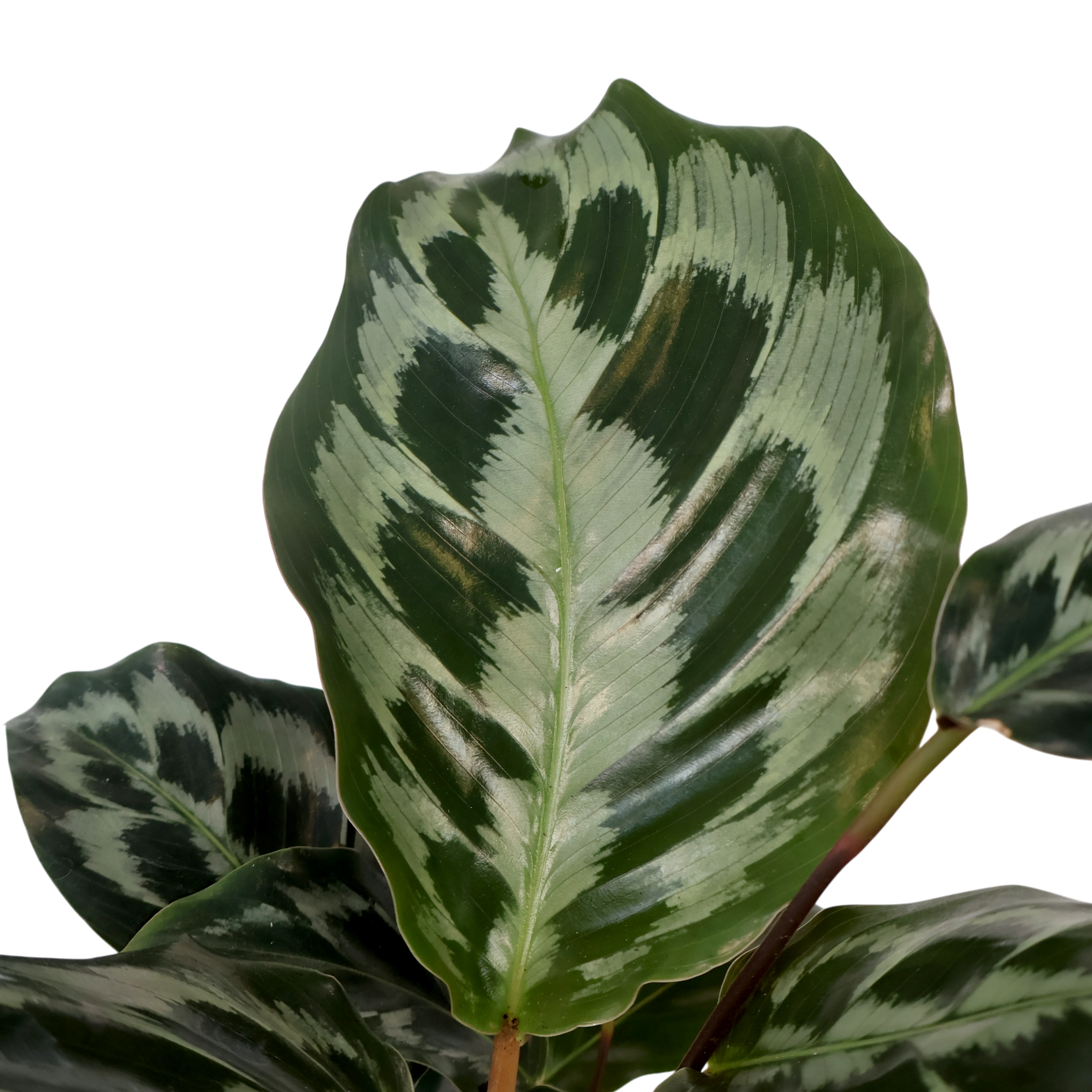 Calathea dressleri Helen Kennedy 125mm