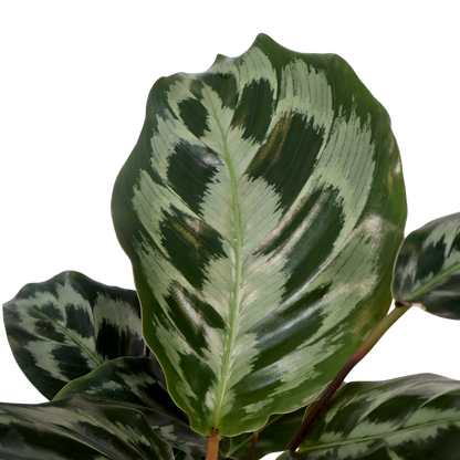 Calathea dressleri Helen Kennedy 125mm