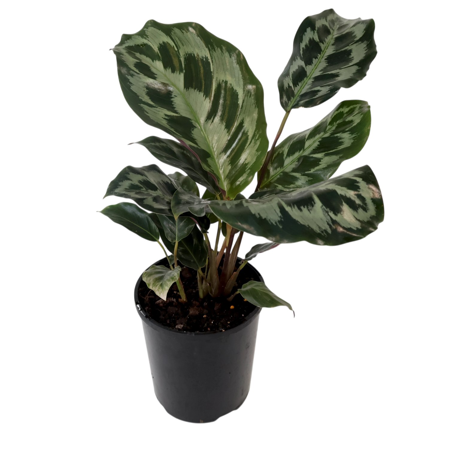 Calathea dressleri Helen Kennedy 125mm