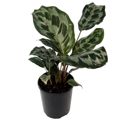 Calathea dressleri Helen Kennedy 125mm