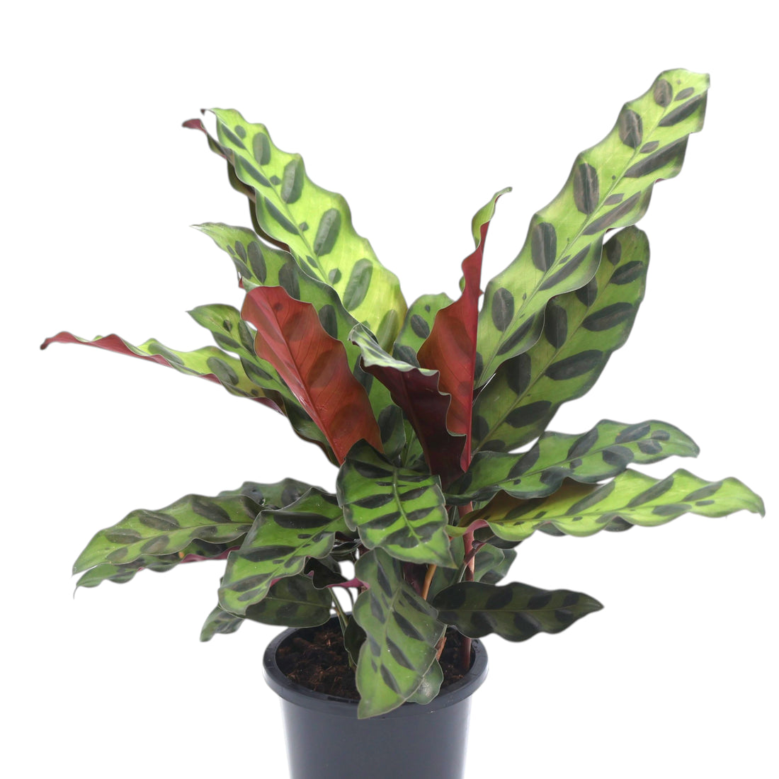 Calathea lancifolia - Rattlesnake 140mm