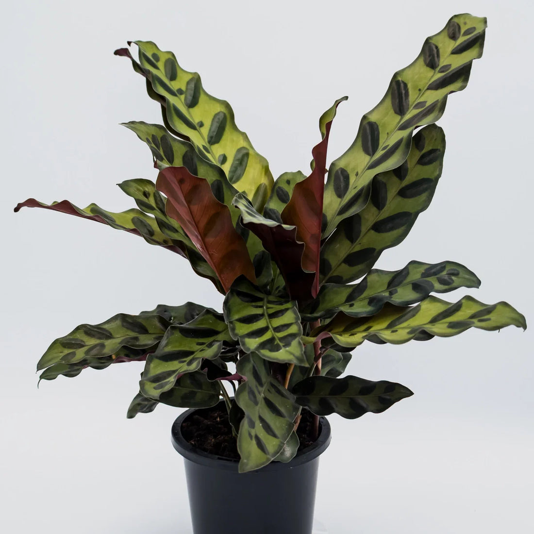 Calathea insignis 90mm