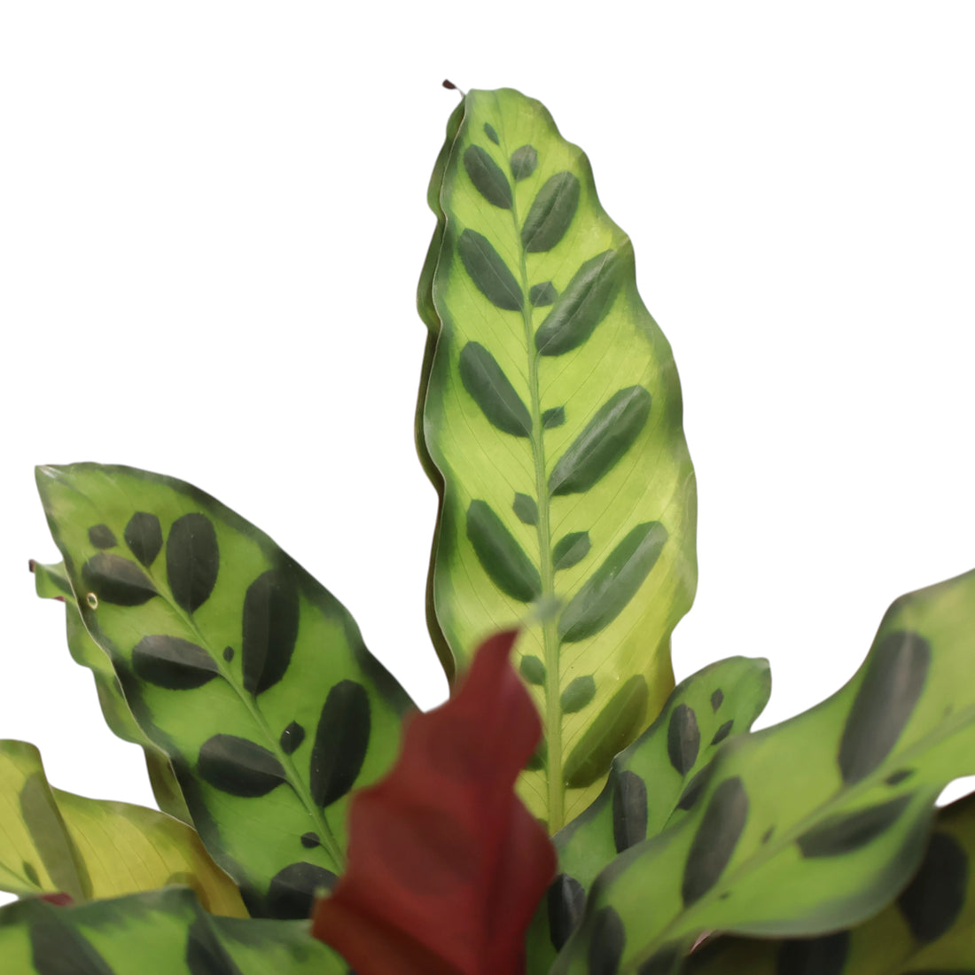 Calathea lancifolia - Rattlesnake 140mm