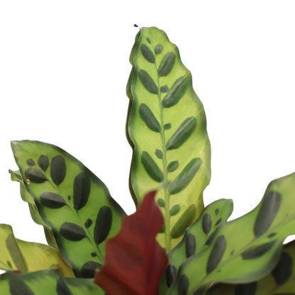 Calathea lancifolia - Rattlesnake 140mm