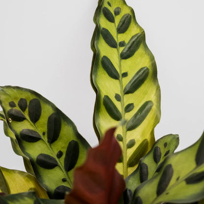 Calathea insignis 90mm