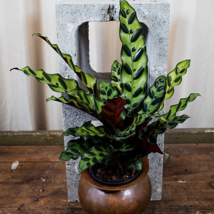 Calathea insignis 90mm
