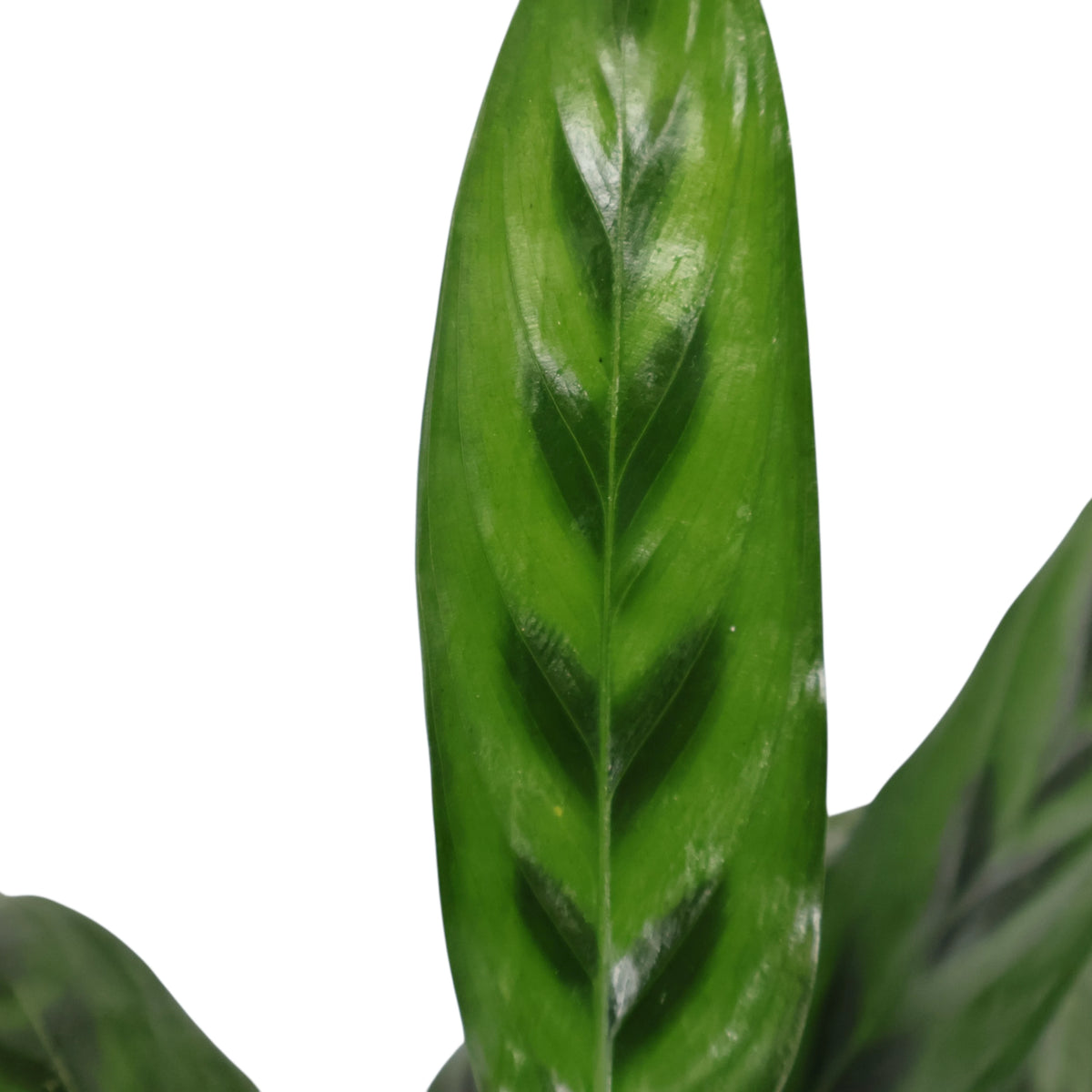 Calathea leopardina 110mm