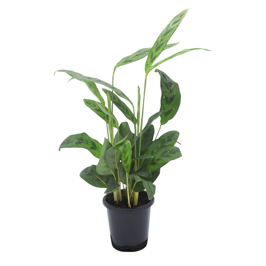 Calathea Leopardina 90mm