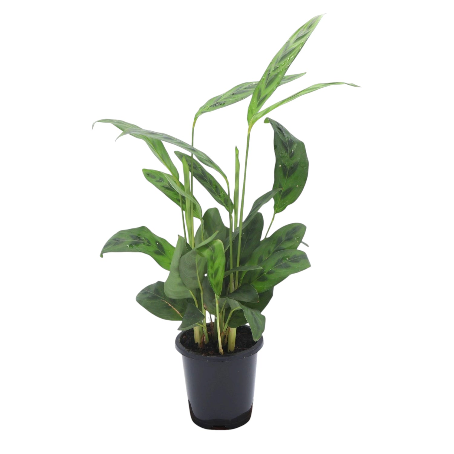 Calathea Leopardina 90mm