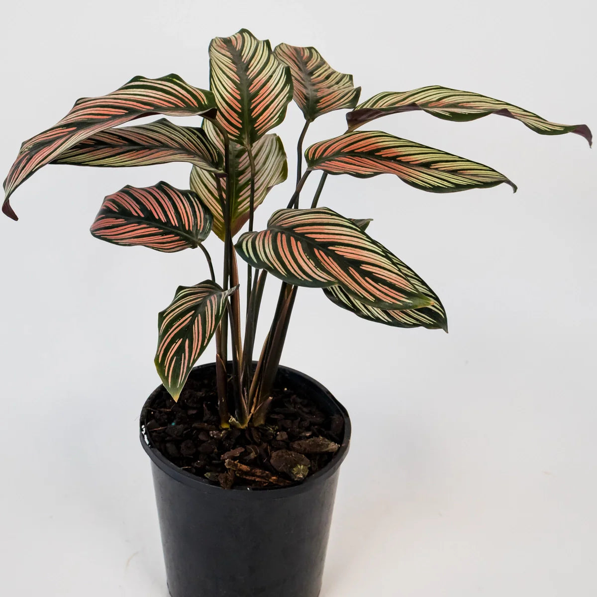 Calathea majestica Albo-lineata 125mm