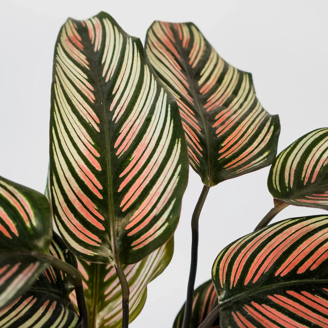 Calathea majestica Albo-lineata 125mm