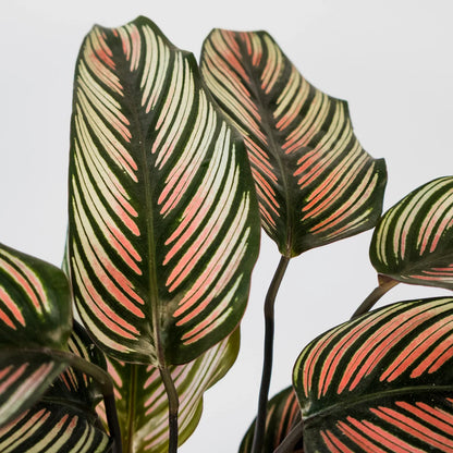 Calathea majestica Albo-lineata 125mm