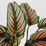 Calathea majestica Albo-lineata 125mm