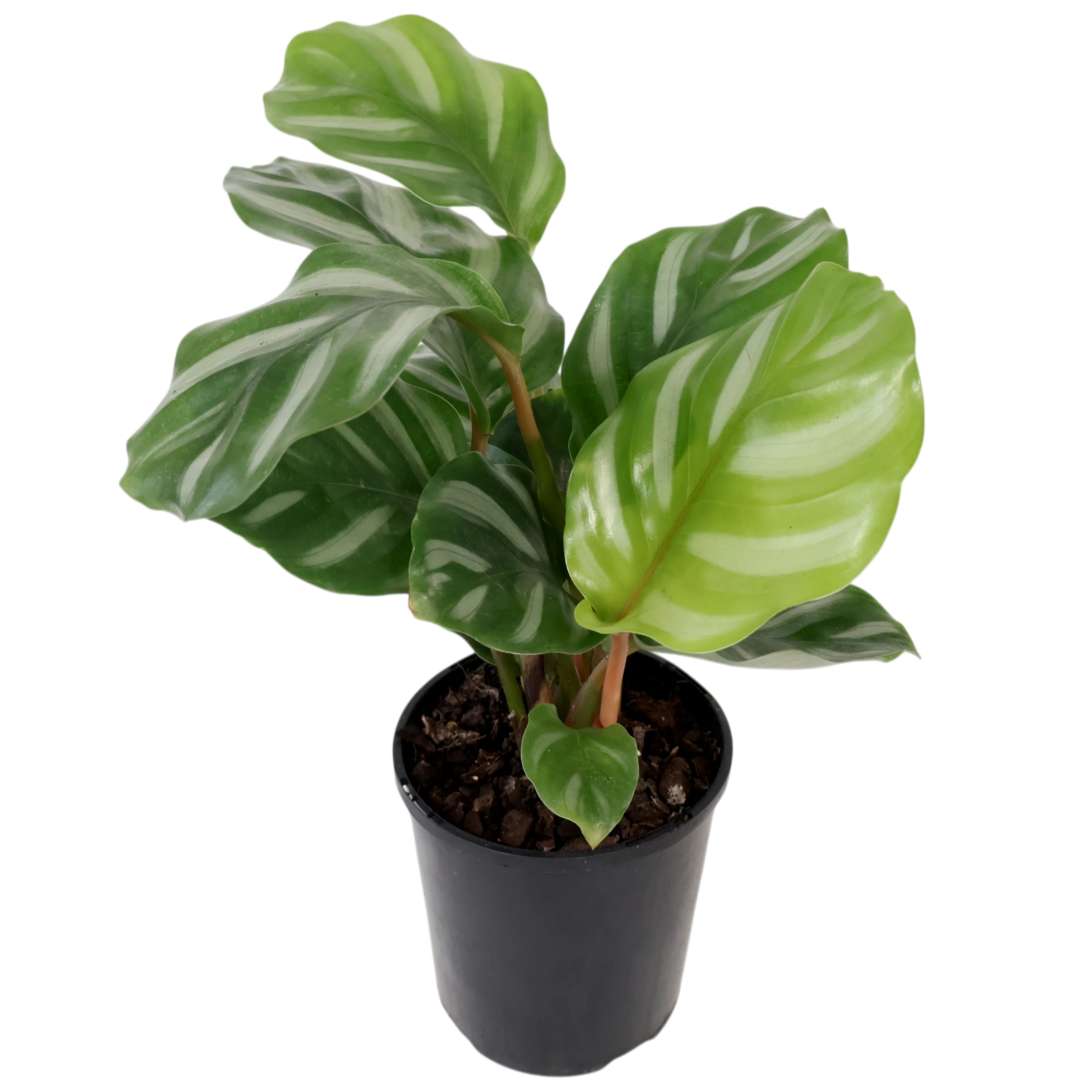 Calathea orbifolia Watercolours 125mm
