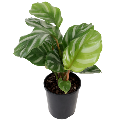 Calathea orbifolia Watercolours 125mm